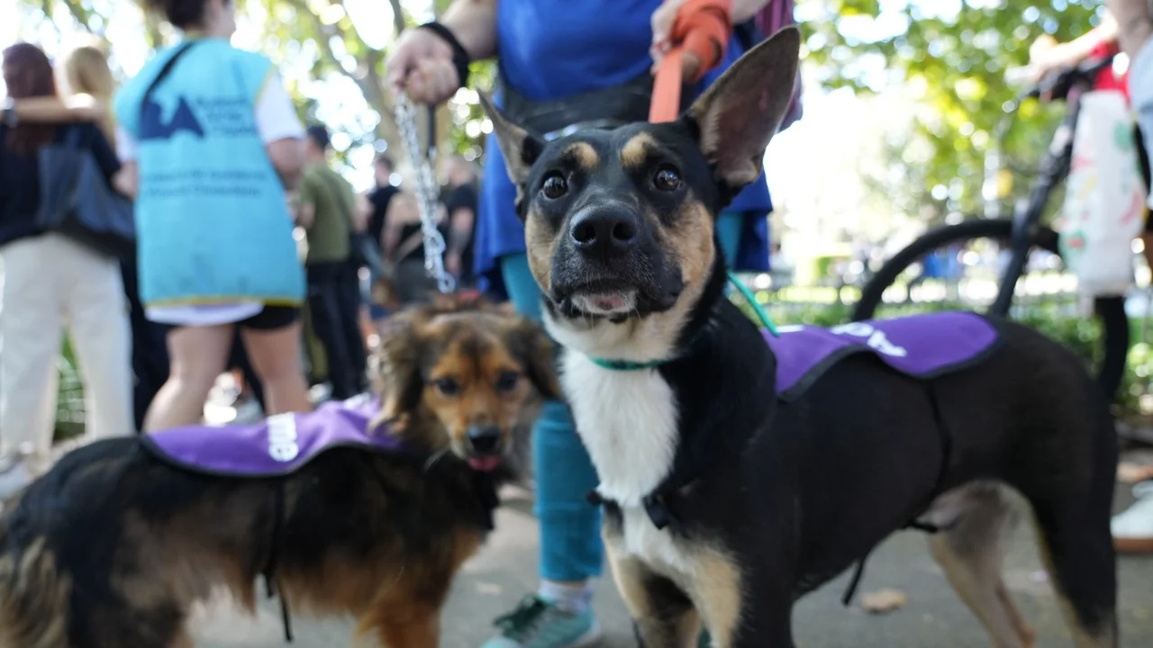 Adopción de mascotas en CABA: una jornada para encontrar amor en cuatro patas