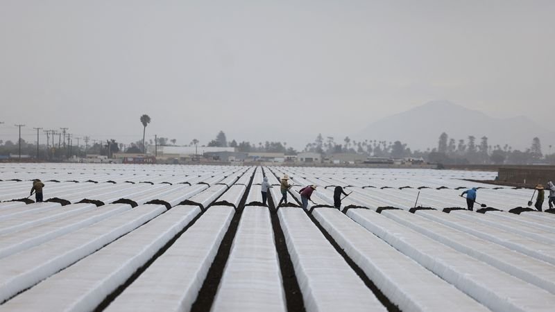 Las redadas de inmigración dejan cosechas sin recoger y granjas de California en peligro