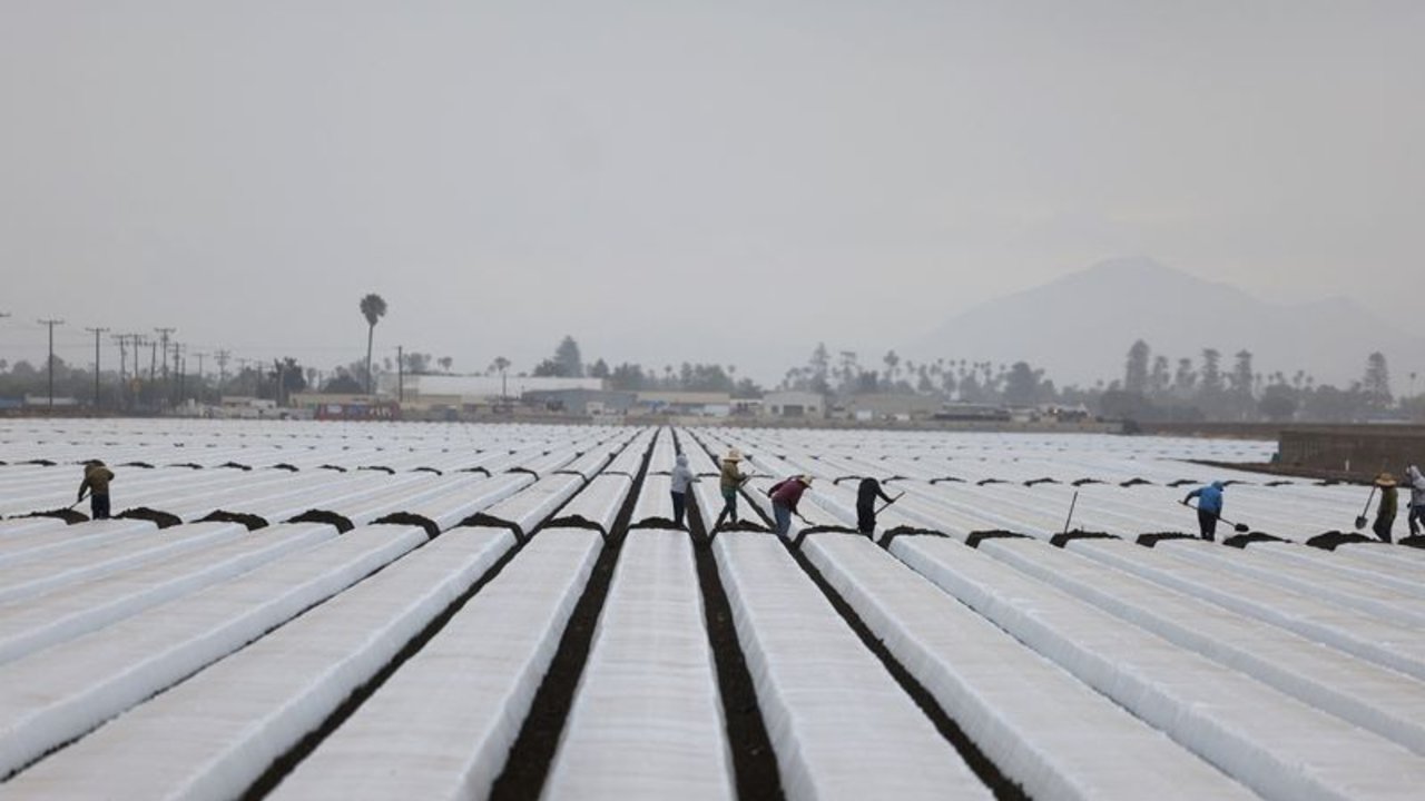 Las redadas de inmigración dejan cosechas sin recoger y granjas de California en peligro