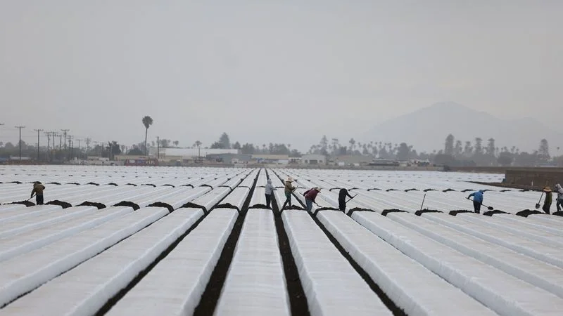 Las redadas de inmigración dejan cosechas sin recoger y granjas de California en peligro