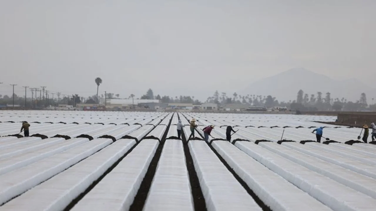 Las redadas de inmigración dejan cosechas sin recoger y granjas de California en peligro