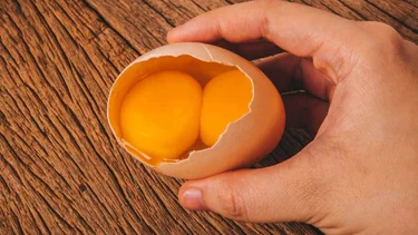 ¿Qué sucede cuando un huevo tiene más de una yema?