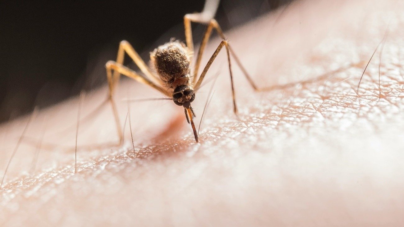 mosquitos, mosquito, frío, invierno,