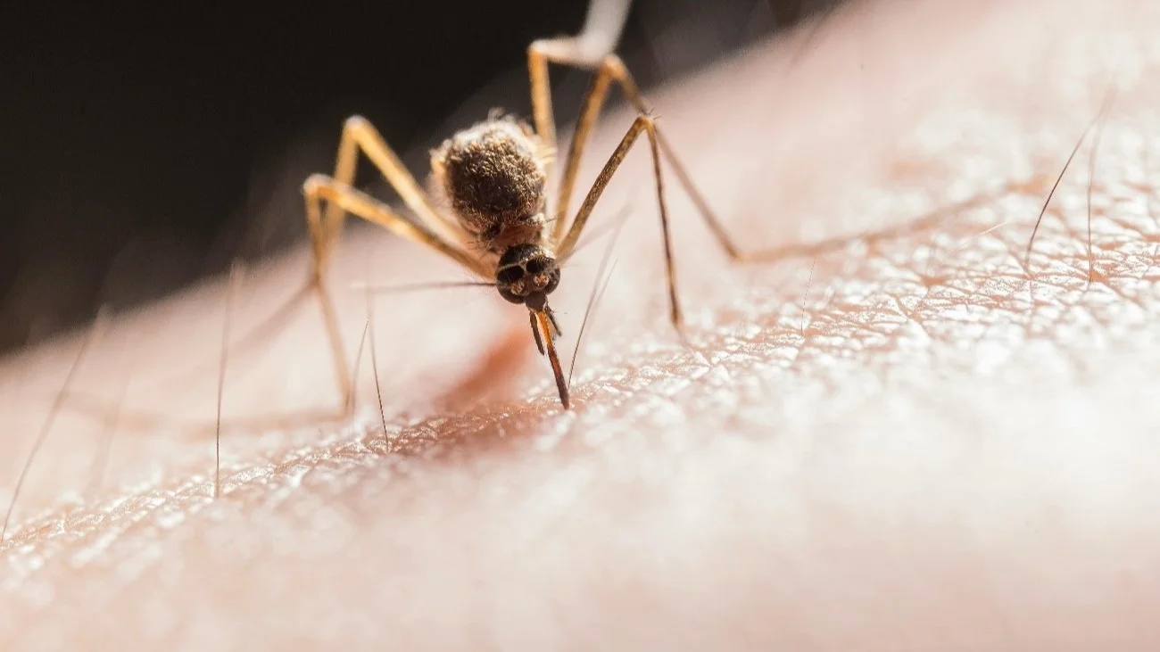 mosquitos, mosquito, frío, invierno,