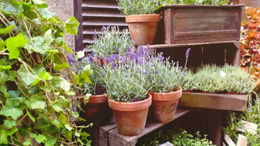 Frío polar: existen diversos métodos para cuidar las plantas de exterior de las heladas