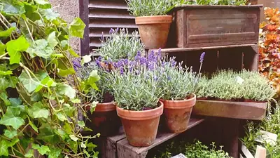 Cómo evitar que las plantas de exterior se dañen. Cómo evitar que las plantas de exterior se dañen.