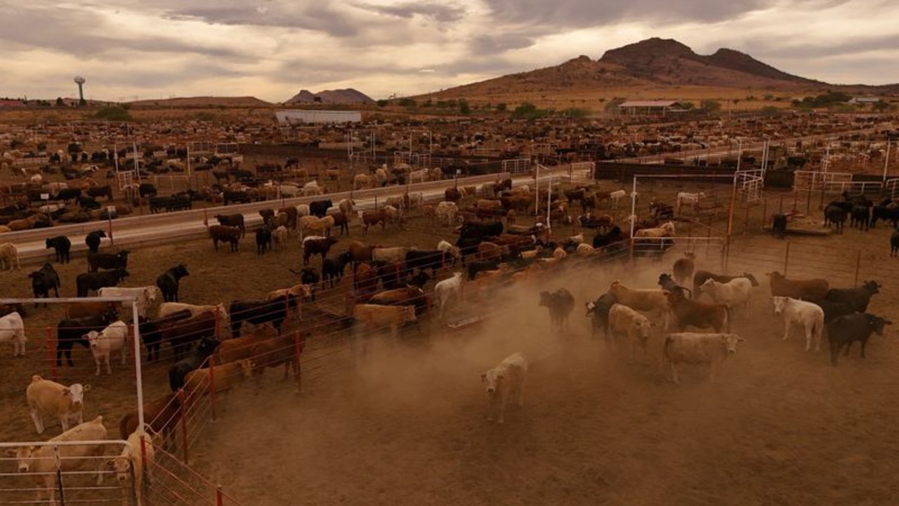 USDA anuncia reapertura escalonada de las importaciones de ganado mexicano tras cierre por gusano barrenador