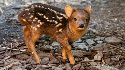 pudu ciervo animales pudu ciervo animales