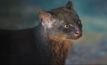 Muchos lo confunden con una nutria, pero es un felino: así es el yaguarundí, | Animales