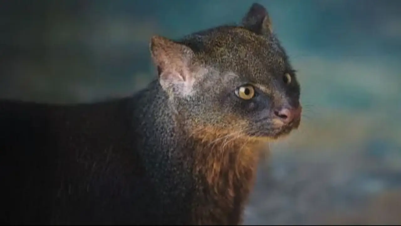 Avistaron en Brasil al yaguarundí, uno de los felinos más difíciles de ver. Cómo es el yaguarundí y qué características tiene.