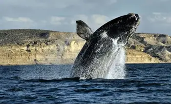 Nieve, ballenas y descuentos únicos: Chubut presentó su temporada de invierno 2026 | Chubut