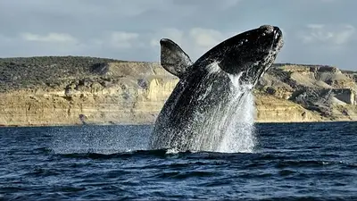 Nieve, ballenas y descuentos turísticos: Chubut presentó su temporada de invierno para 2026 Nieve, ballenas y descuentos turísticos: Chubut presentó su temporada de invierno para 2026
