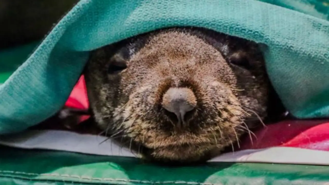 Estaban varados en el Delta: rescataron un importante grupo de lobos marinos en grave estado