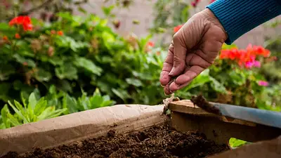 Las claves para cuidar la huerta casera en junio y protegerla del frío extremo Las claves para cuidar la huerta casera en junio y protegerla del frío extremo