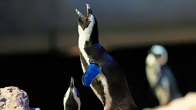 pingüinos longevos. pingüinos longevos.