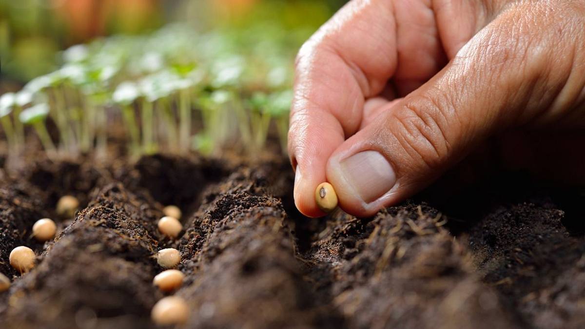 Siembra de invierno: cómo aprovechar junio para tener un jardín espectacular en primavera