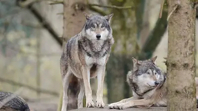 Animales Animales