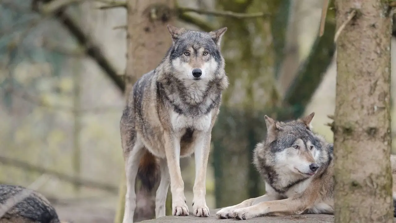 Animales