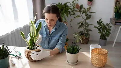 Los cuidados para plantas de interior en invierno y las especies ideales que resisten el frío Los cuidados para plantas de interior en invierno y las especies ideales que resisten el frío