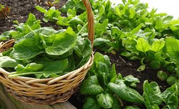 Guía para huerta invernal: el paso a paso para producir verduras | Jardinería