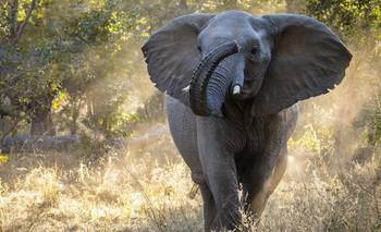 Después de 50 años, los elefantes vuelven a una región de Zambia | Animales