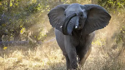 Tras más de medio siglo de ausencia, los elefantes regresan a una región de Zambia y renuevan las esperanzas de recuperación ecológica. Tras más de medio siglo de ausencia, los elefantes regresan a una región de Zambia y renuevan las esperanzas de recuperación ecológica.