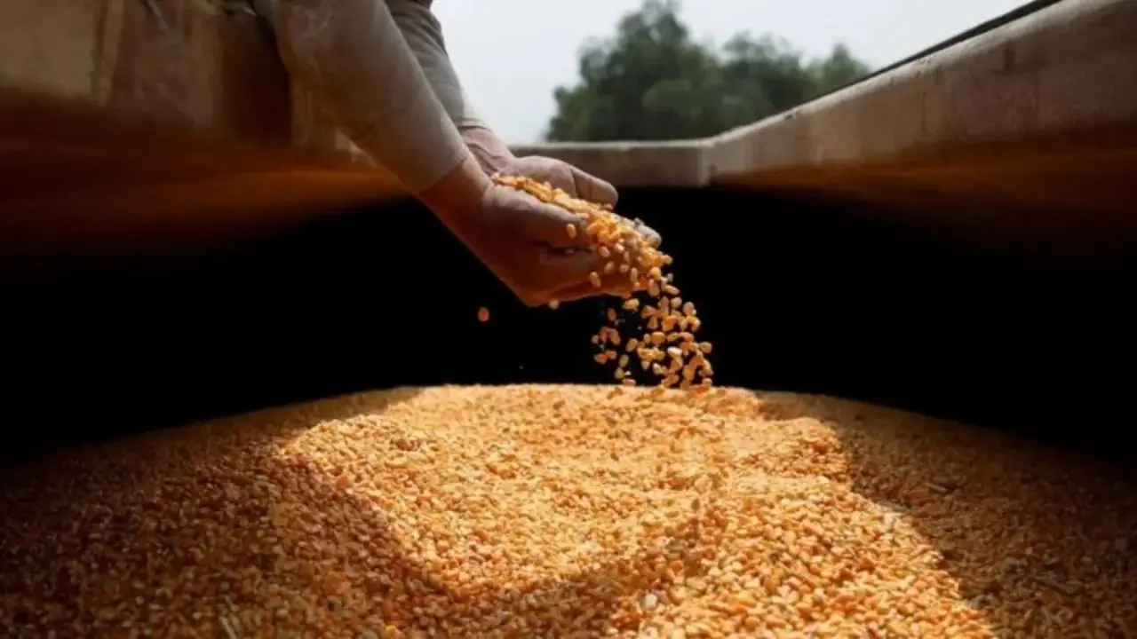 El control genético sobre los granos en el primer punto de entrega a privados y otorga el rol de detectar usos considerados irregulares.