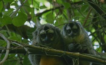 Asocian el aumento de temperatura con el aumento de peso en los monos mirikiná, de Formosa | Ciencia 