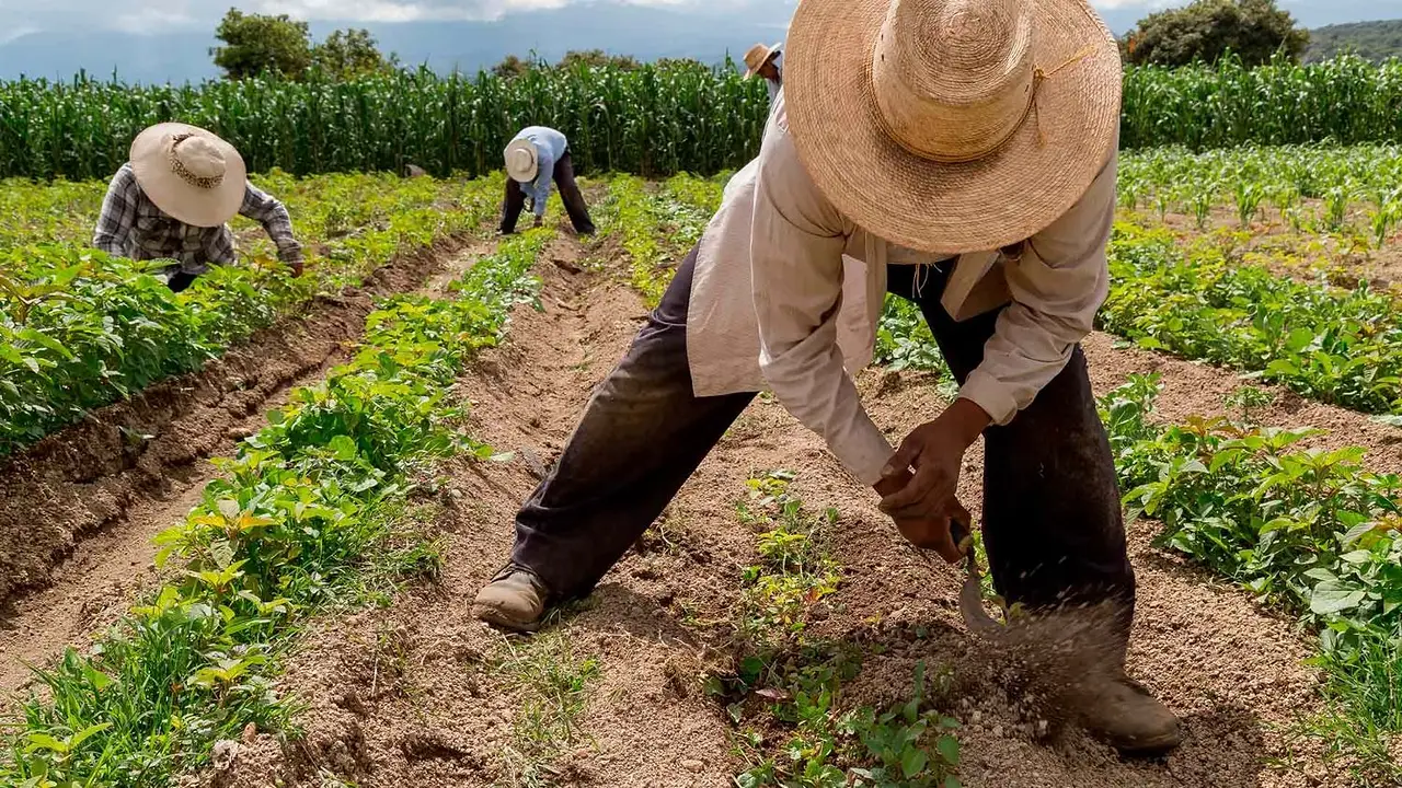 Ahora Chacra: Misiones lanzó un programa de reintegros para impulsar el desarrollo del sector agropecuario