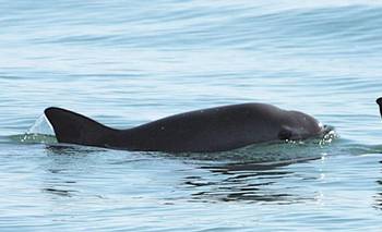 La especie marina que está a punto de extinguirse | Animales