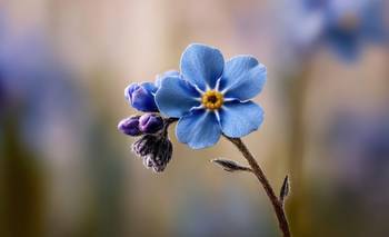 La trágica leyenda detrás de la flor nomeolvides | Flores