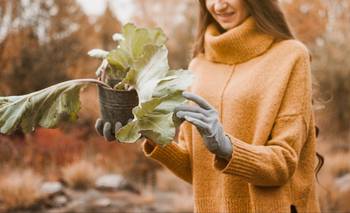 Los 7 errores que arruinan tu jardín en invierno y cómo evitarlos | Jardinería