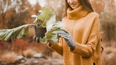 Los 7 errores que arruinan tu jardín en invierno y cómo evitarlos Los 7 errores que arruinan tu jardín en invierno y cómo evitarlos