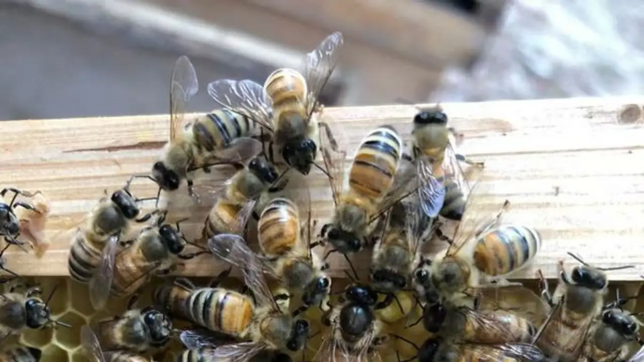 Las abejas obreras construyen un "palacio real" para la reina de las abejas