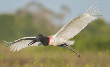 La cigüeña más grande de América se encuentra en Argentina: cómo es el Jabirú | Animales