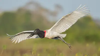 La cigüeña más grande de América se encuentra en Argentina: cómo es el Jabirú La cigüeña más grande de América se encuentra en Argentina: cómo es el Jabirú