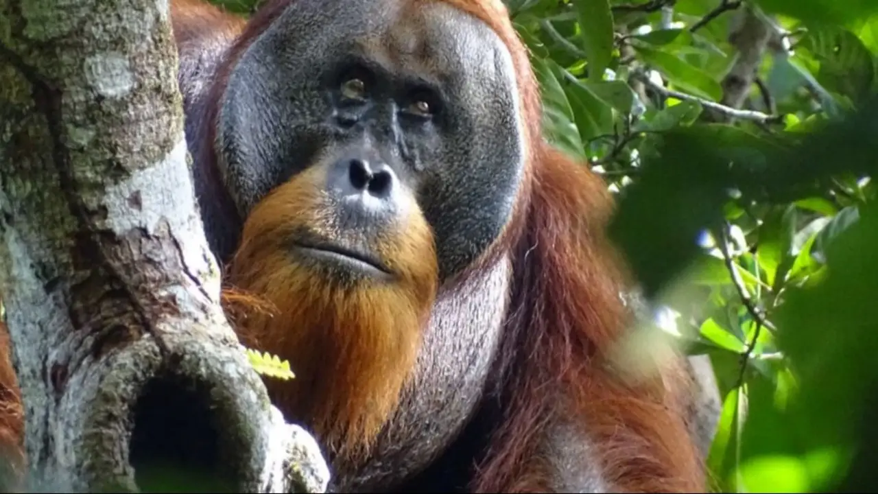 Un feroz temporal aniquiló al 10% de uno de los simios más raros del mundo