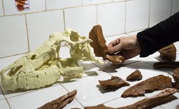 El hallazgo en Argentina que revela cómo era un antecesor del cocodrilo | Descubrimientos