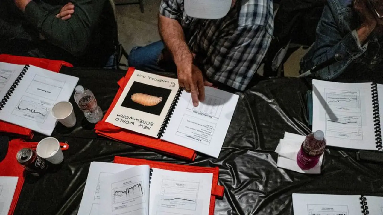 Los casos de gusano barrenador en EEUU ponen a prueba meses de preparación gubernamental