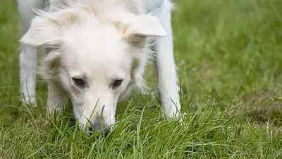 No siempre es hambre: por qué los perros comen pasto y cuándo puede ser una señal de alerta No siempre es hambre: por qué los perros comen pasto y cuándo puede ser una señal de alerta