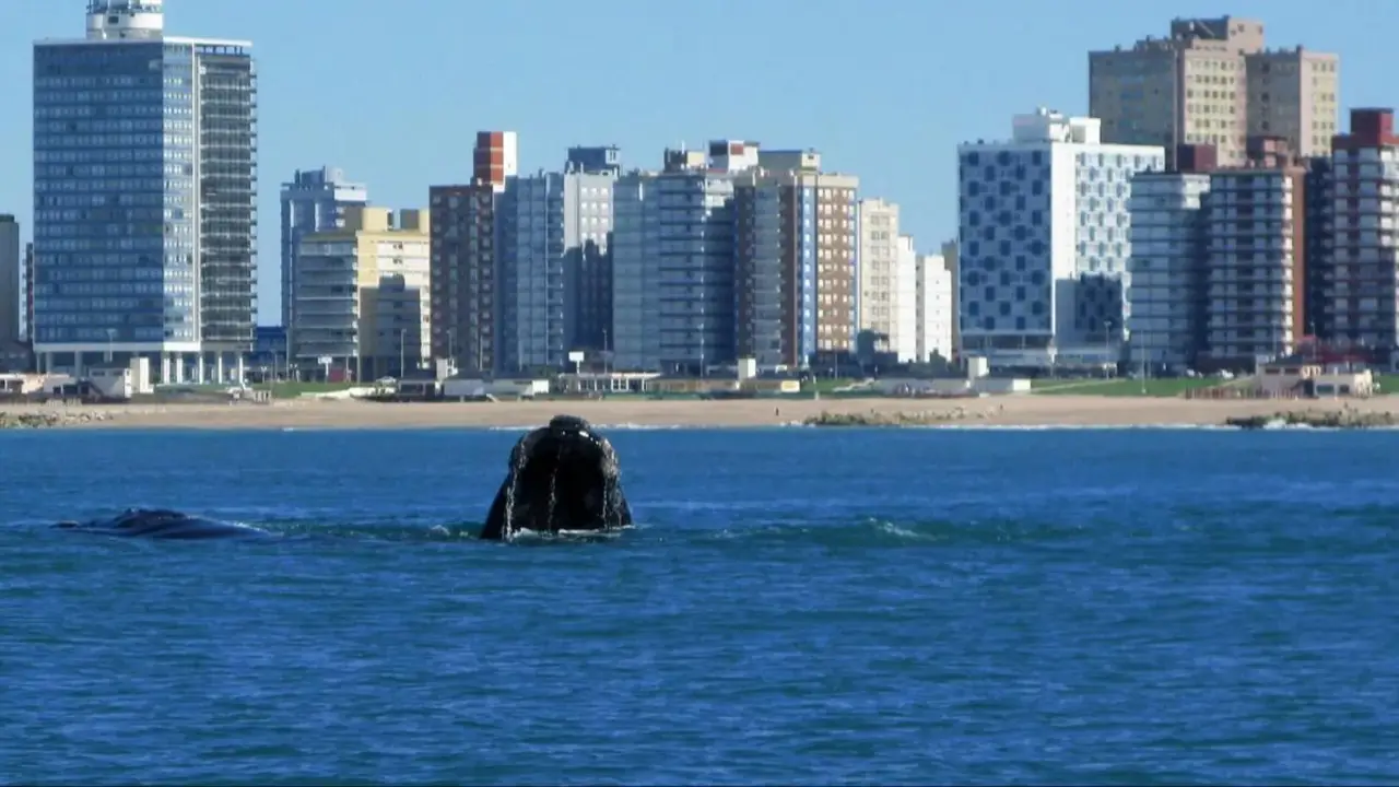 ballenas.