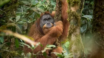 Orangután de tapanuli Orangután de tapanuli