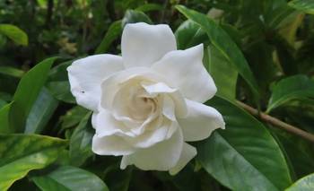 Los trucos guardados para un jardín perfumado con jazmines | Plantas