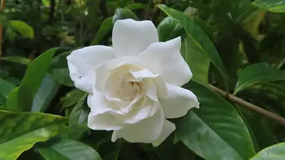 Los trucos guardados para un jardín perfumado con jazmines todo el año Los trucos guardados para un jardín perfumado con jazmines todo el año