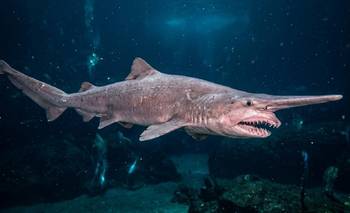 Filmaron por primera vez a un tiburón duende vivo en el océano | Animales
