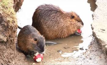 Autorizan cazar nutrias en Entre Ríos y el gobierno desmiente que haya riesgo de extinción | Animales
