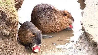 nutrias nutrias