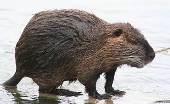 Puede haber hasta 100.000 animales menos: autorizan cazar especies en peligro de extinción | Animales