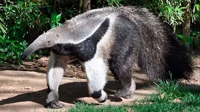 Oso hormiguero. Oso hormiguero.