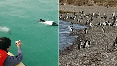 La ría color turquesa de la Patagonia que sigue siendo un secreto para muchos turistas La ría color turquesa de la Patagonia que sigue siendo un secreto para muchos turistas
